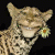 1043.gif